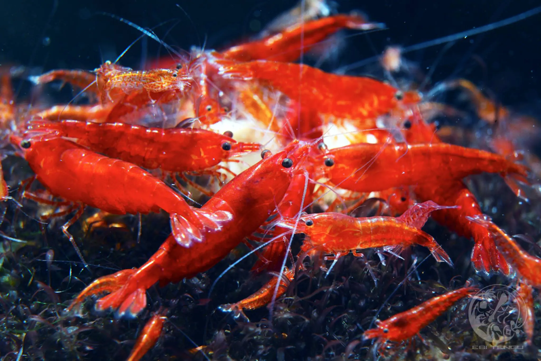 Neokaridina krevetid