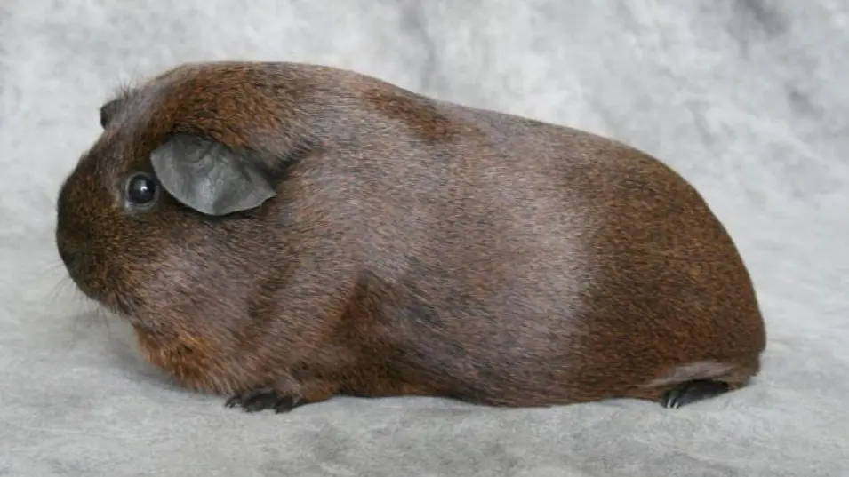 Merisiga Agouti