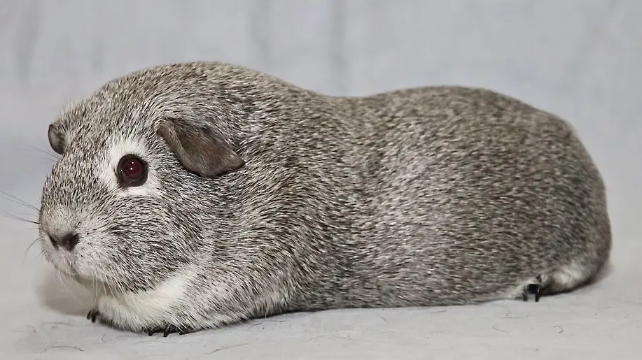 Marisiga Chinchilla