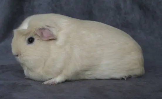 Merisiga Self