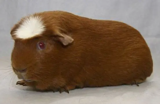Merisiga Agouti