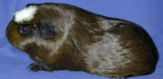 Marisiga Satin
