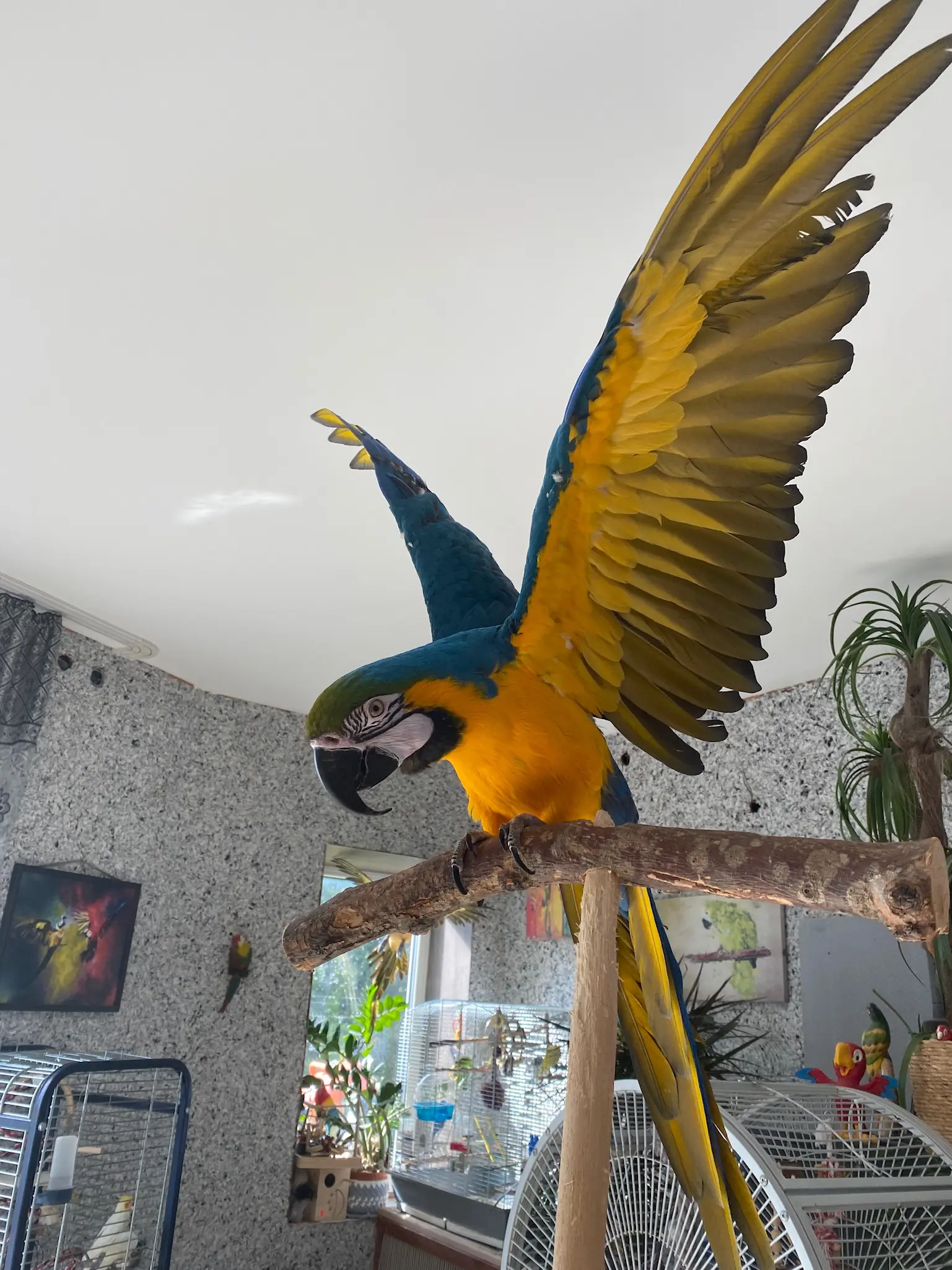Papagoi