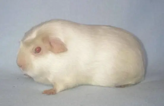 Merisiga Agouti