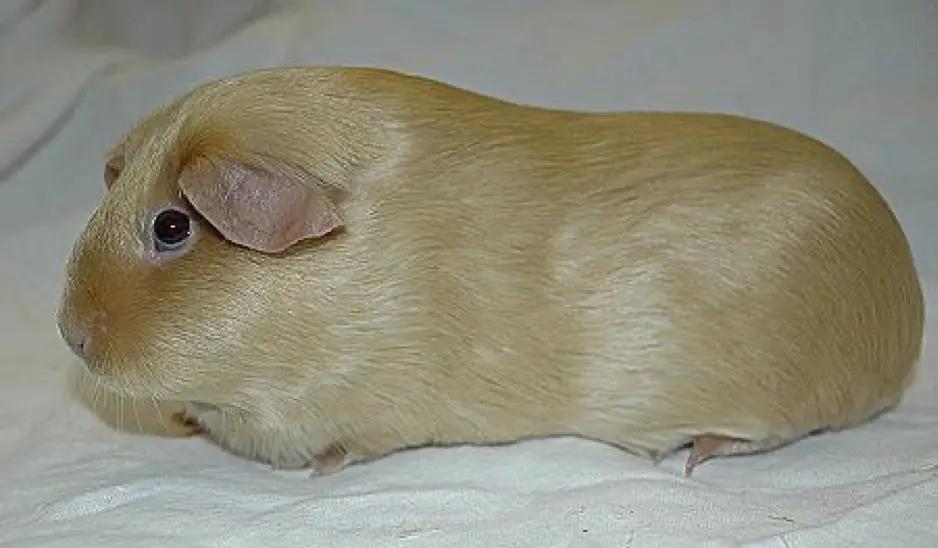 Merisiga Satin